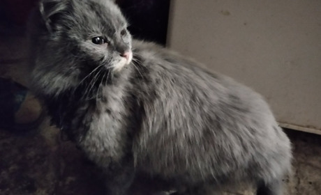 Як кішка влаштувала різдвяний переполох у троїцькій родині