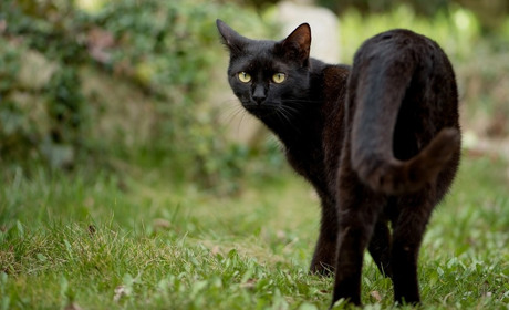 Кумедний тест: чи вірите ви у забобони