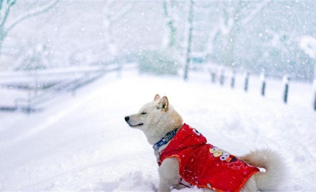 Погода у Старокостянтинові з 6 по 12 січня: різдвяні морози чи відлига