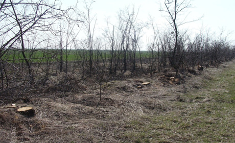Полезахисні лісові смуги Сірогозщини проінвентаризують до 1 травня 2020 року