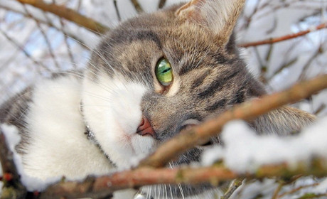 Чекаючи снігу: фотопазли січневого Старкону 2019 року