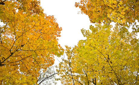 Які призи отримали переможиці “Леді Осінь”. Для кагарличан і ржищівчан скоро новий конкурc