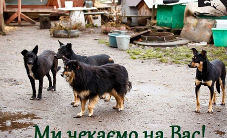 Калуський "Дім Сірка" просить допомогти ліками: перелік