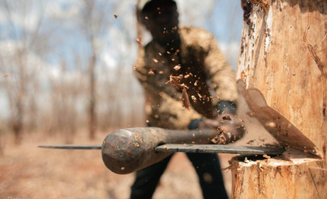 Кагарличан застерігають: посилено відповідальність за самовільну рубку лісу