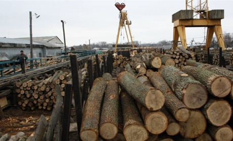 В Україні почали діяти нові правила продажу деревини
