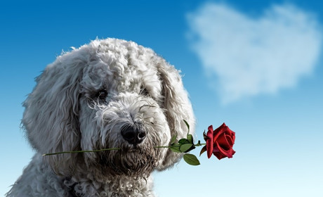 Подарунок у Валентинів день: що можна купити у Старконі