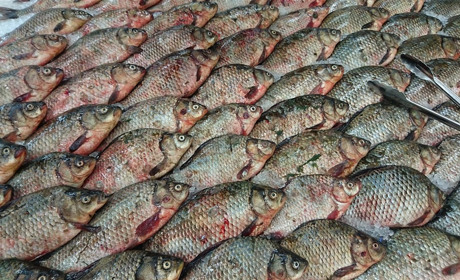 У Старокостянтинові на ринку вилучили рибу