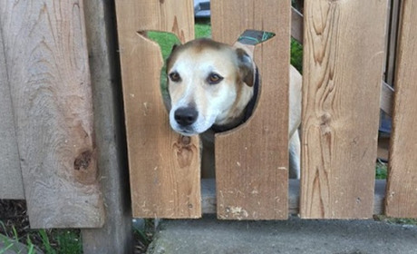 А що в сусідів: про стоп-карантин, лічильники на воду, авторалі та врятовану косулю