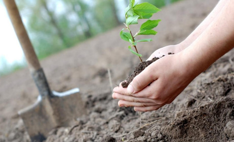 Добропільцям пропонують приєднатися до еко-ініціативи з озеленення України