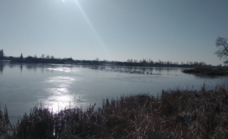 На Ікопоті сотня лебедів: жителі Пашковець просять допомогти птахам перезимуватм