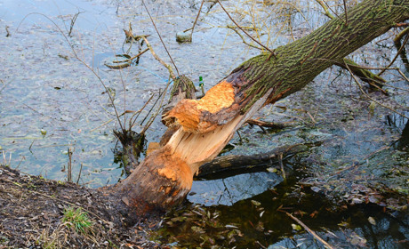 У Кагарлику родина бобрів “гризе” міський парк
