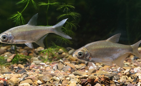 Тест: чи добре ти розумієшся на рибі, що живе у місцевих водоймах 