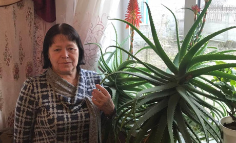 У Надії Ткаченко столітники цвітуть не раз на вік, а щороку. Як вона за ними доглядає?