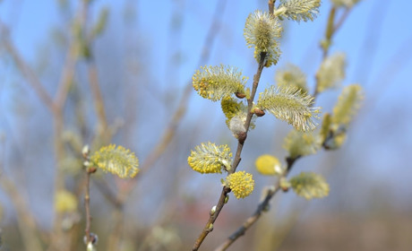 Погода у Старокостянтинові з 24 лютого по 1 березня: з чого розпочнеться весна