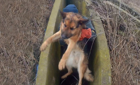 Рятувальники витягли собаку із каналізаційного люку