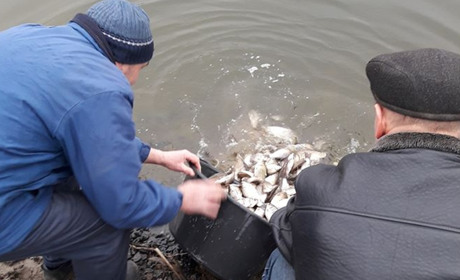 У Володимирці активісти втретє зарибнили місцеву водойму – басейн. Сезон риболовлі почнуть у 2021-му