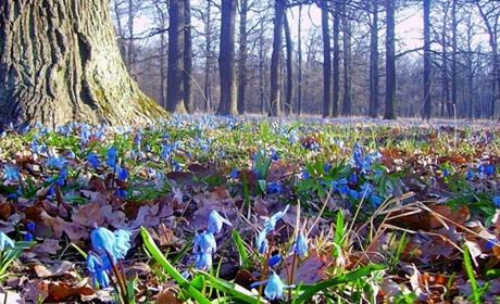 Фенологічні спостереження краєзнавця, як ліки від весняної та політичної депресій