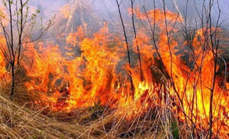 На Полтавщині протягом доби на відкритих територіях згоріло 8 га сухої рослинності