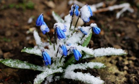 Добропілля очікують морози: які рослини добропільцям краще не саджати 