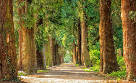 В Никополе появится более тысячи новых деревьев