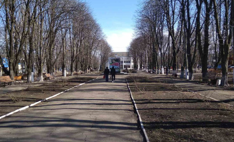 Взимку у Волновасі сухостою та сухих дерев прибрали на понад 100 тисяч гривень