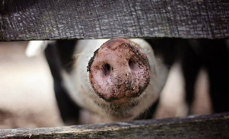 А у сусідів: Нетішин закрили на в'їзд і виїзд, у Хмельницькому не працюватимуть ринки та кафе