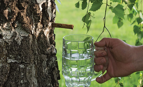 Соковита тема: чим корисний та кому протипоказаний березовий сік