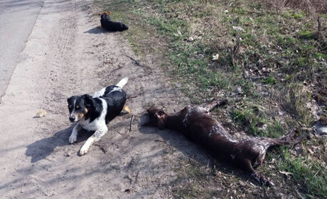 Поблизу Мени викинули тварин. Вони потребують допомоги