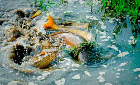 Через нерест на водоймах заборонено риболовлю з 1 квітня
