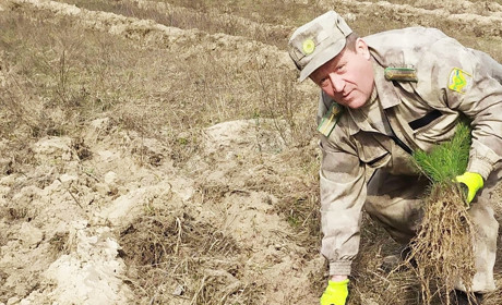 У селищі на Менщині висадили майже  чотири тисячі дерев