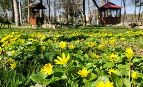 Первоцвіти Великоанадольського лісу. Познайомся з красою природи не виходячи з дому