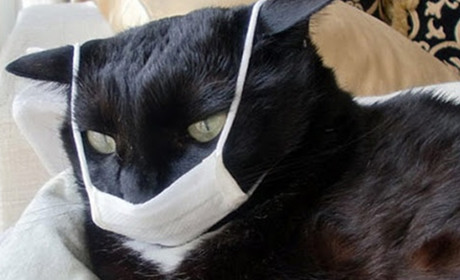 Хто ти у коронавірусні часи. Пройди простий тест і дізнайся