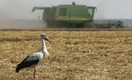 Мораторій на продаж землі знято. Хто отримує право на купівлю землі і кому це робити заборонено?