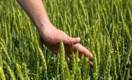 Як вберегти майбутній врожай