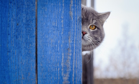 У сусідів: маршрутки не ходять, хворих більшає, а у Меджибожі підняли з глибини оздоби палацу