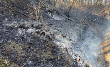 Лісова пожежа під Чортковом: чи будуть знайдені та покарані люди, що вчинили шкоду природі? (+відео)
