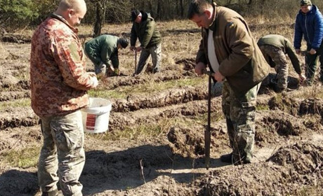 У «Білоозерському» посадили тридцять тисяч молодих сосен