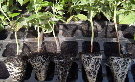 За розсадою - у "клітку": в Білопіллі з 15 квітня дозволили торгувати посадковим матеріалом