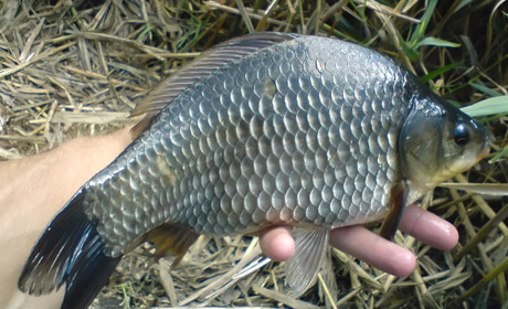 Де можна безоплатно порибалити на Луганщині