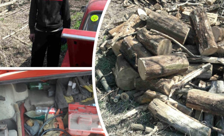 На околиці села Запоріжжя межівські лісоруби попиляли акацію