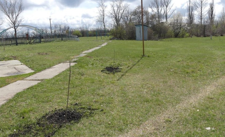 У Бабичевому розпочали акцію "Посади дерево миру"