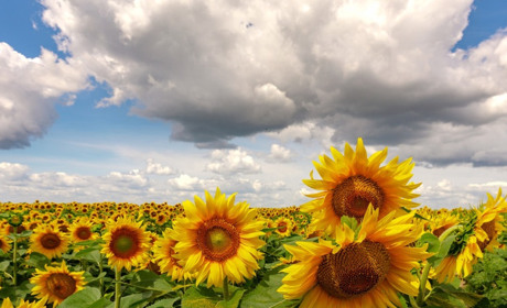 Що троїчани планують зробити коли закінчиться карантин