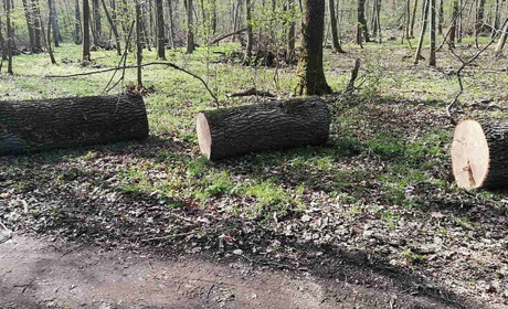 Оперативники упіймали групу чоловіків, які вирубували червоний дуб на Чортківщині (+відео)