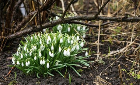 Погода на Сарненщині: чи чекати весняного тепла цього тижня