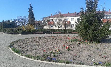 Краса у Володимирці: 25 тисяч гривень на квіти витратили з бюджету селища