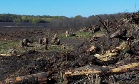 Замість лісу - поле: поблизу Ворожби вирубали дерева, щоб захопити земельну ділянку