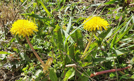 Гра. Вгадай значення слова
