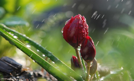 Погода на вихідні у Кагарлицькому районі: +21 та дощі