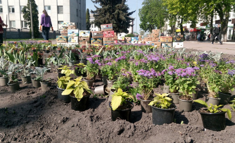 Понад трьох тисяч саджанців квітів цьогоріч висадять у Ніжині на клумбах