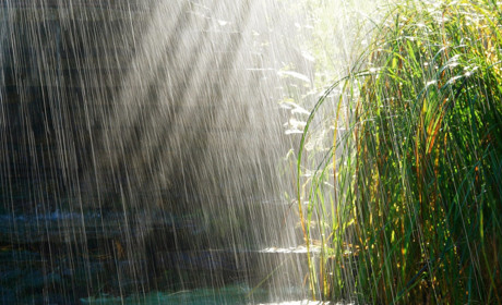 На наступному тижні в Кагарлицькому районі очікується тепла погода з короткочасними дощами